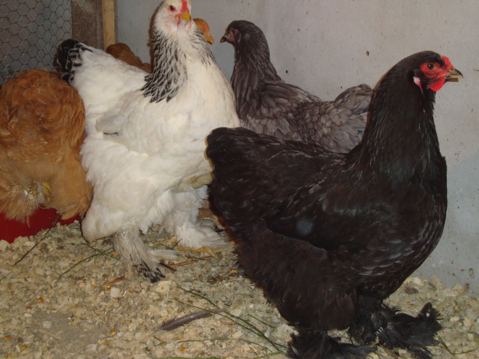 DSC00943 - PozeAnimaleToamna2010