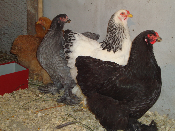 DSC00944 - PozeAnimaleToamna2010