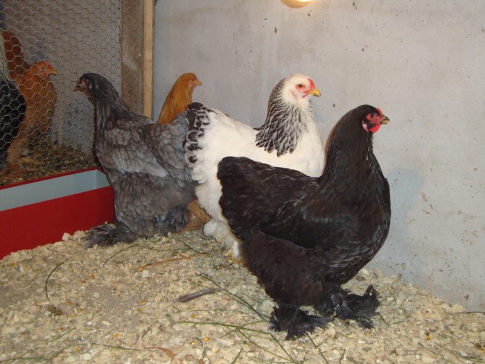 DSC00945 - PozeAnimaleToamna2010