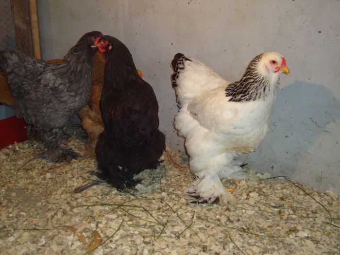 DSC00946 - PozeAnimaleToamna2010