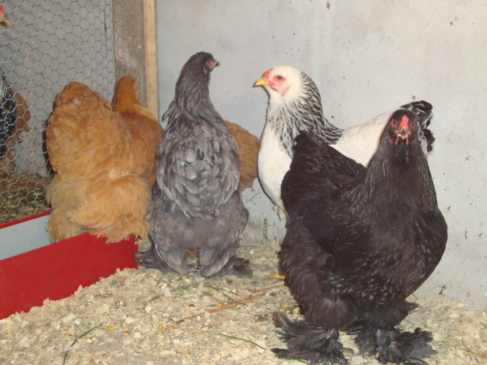 DSC00951 - PozeAnimaleToamna2010