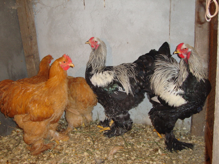 DSC00955 - PozeAnimaleToamna2010