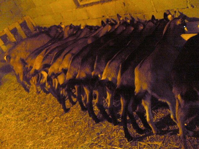 Imagine(267) - C - Capritele mele dragi 2010