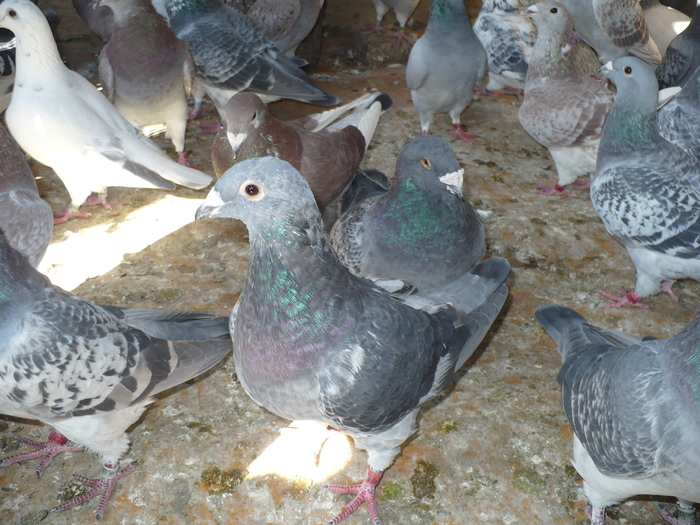 Picture 368 - 2010 voiajori tineri