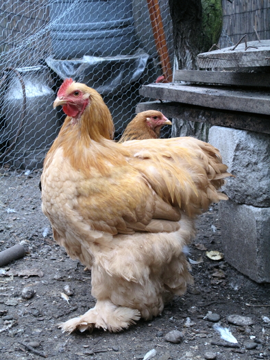 buff cockerel2 2 2010 - Cochinchina galben