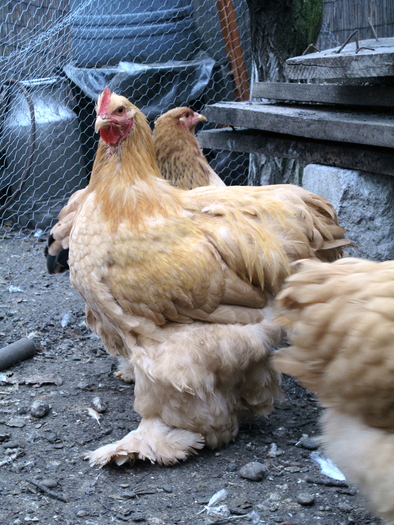 buff cockerel2 2010 - Cochinchina galben