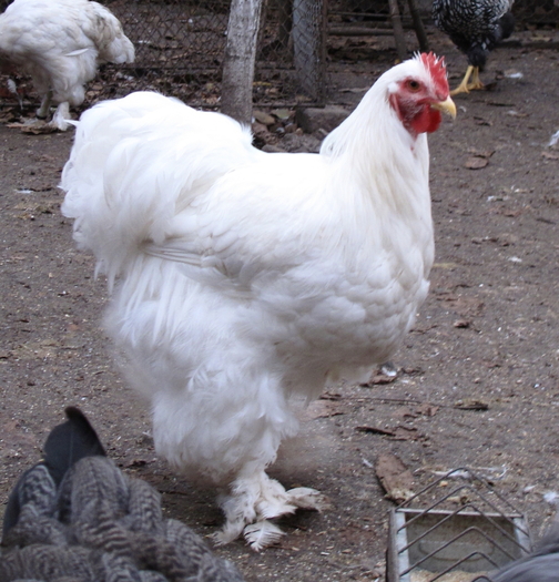 white cockerel 2010 - Cochinchina alb