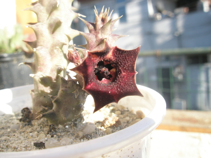 Huernia macrocarpa - 21.10 - Huernia