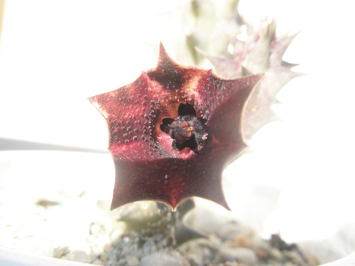 Huernia macrocarpa - floare - Huernia