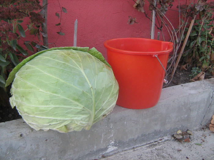 Varza mai mare ca galeata de 10 litri - Legume ciudate