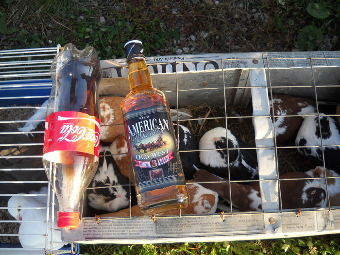 DSCN0180 - EXPO_ZOO CLUJ 2010