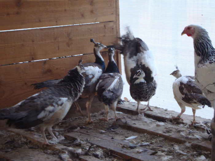 DSC00959 - PozeAnimaleToamna2010