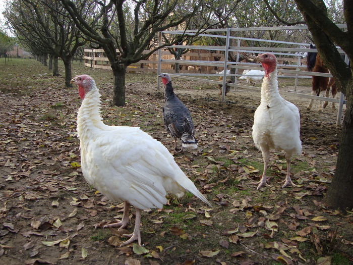 DSC00962 - PozeAnimaleToamna2010