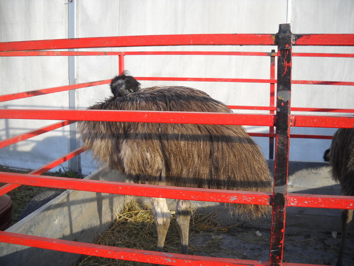 DSCN0183 - EXPO_ZOO CLUJ 2010