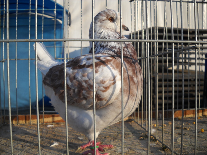 DSCN0186 - EXPO_ZOO CLUJ 2010