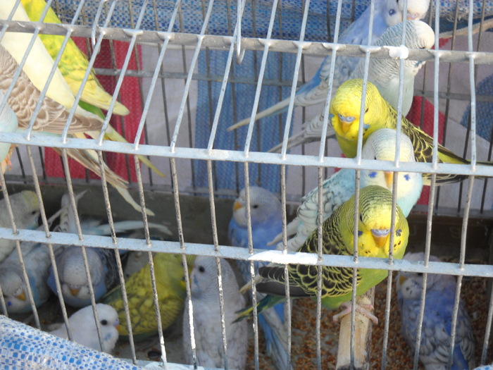 DSCN0188 - EXPO_ZOO CLUJ 2010