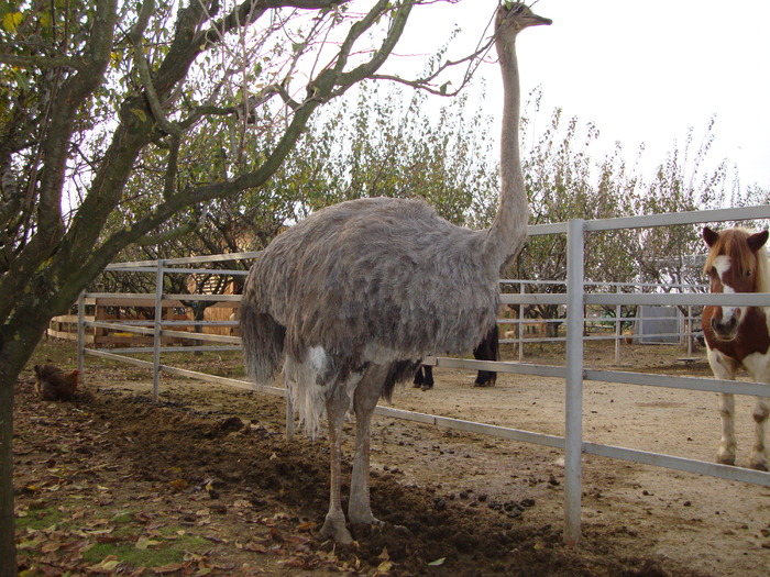 DSC00972 - PozeAnimaleToamna2010