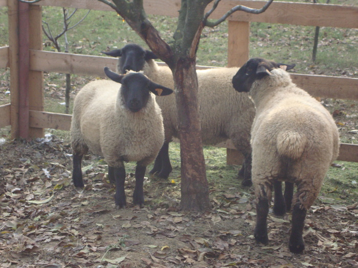 DSC00977 - PozeAnimaleToamna2010