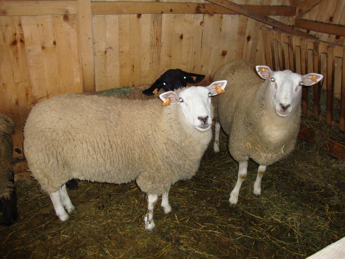 DSC00983 - PozeAnimaleToamna2010