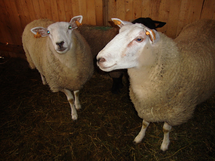 DSC00984 - PozeAnimaleToamna2010