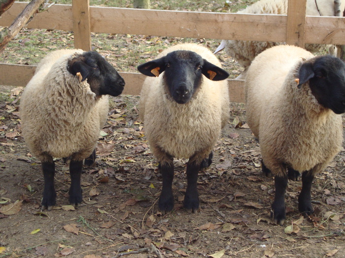 DSC00988 - PozeAnimaleToamna2010