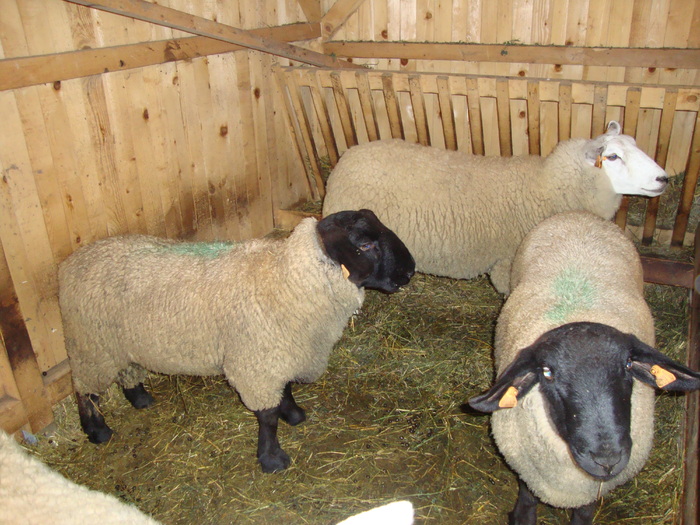 DSC00989 - PozeAnimaleToamna2010