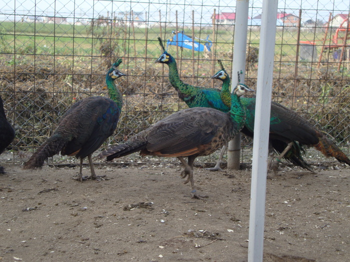 DSC00992 - PozeAnimaleToamna2010