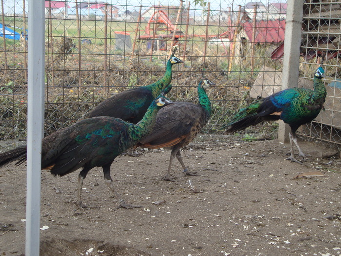 DSC00993 - PozeAnimaleToamna2010