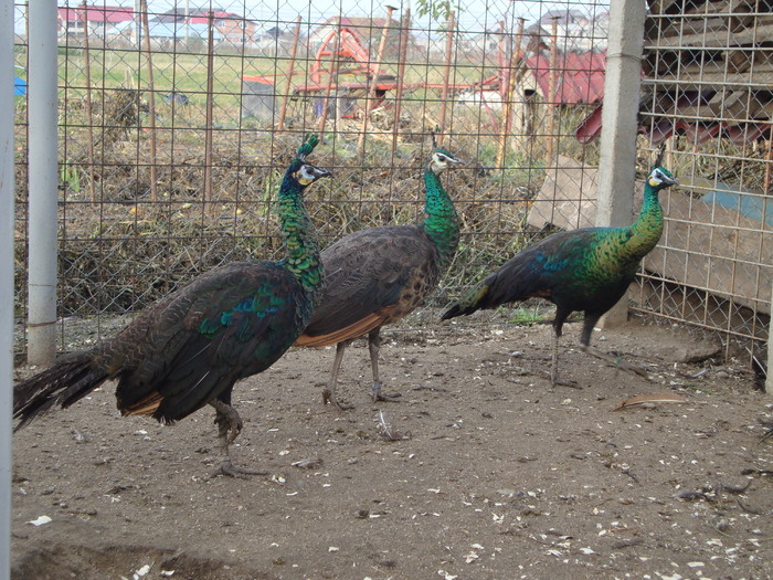 DSC00994 - PozeAnimaleToamna2010