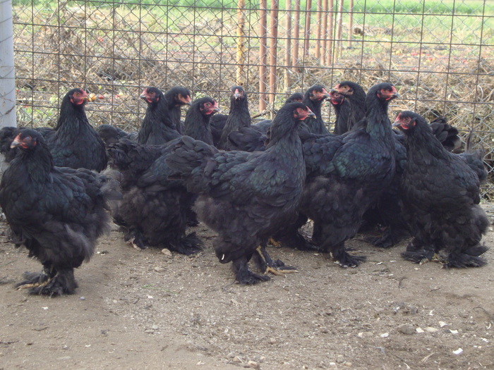 DSC00995 - PozeAnimaleToamna2010