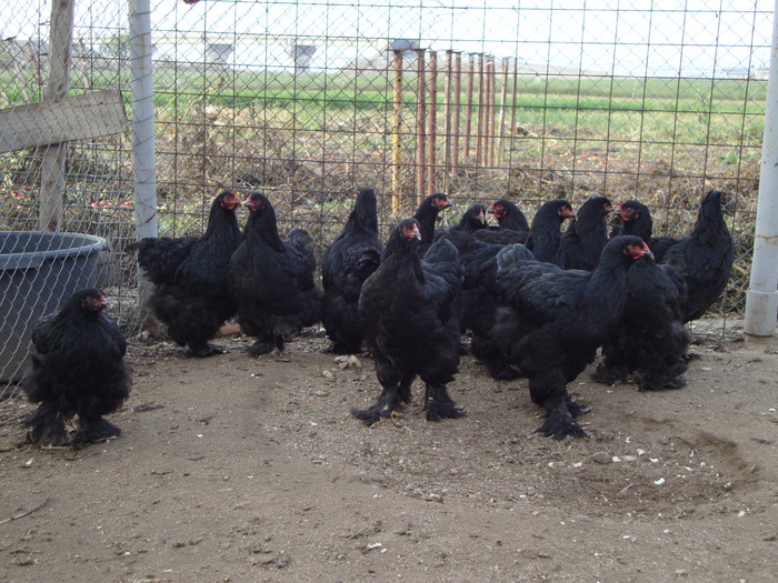 DSC00997 - PozeAnimaleToamna2010