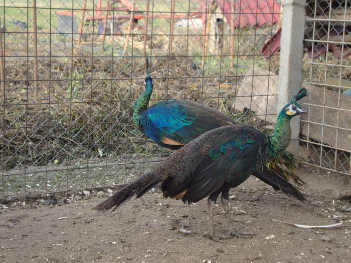 DSC00998 - PozeAnimaleToamna2010