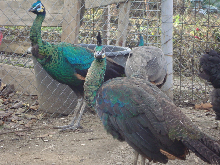 DSC00999 - PozeAnimaleToamna2010