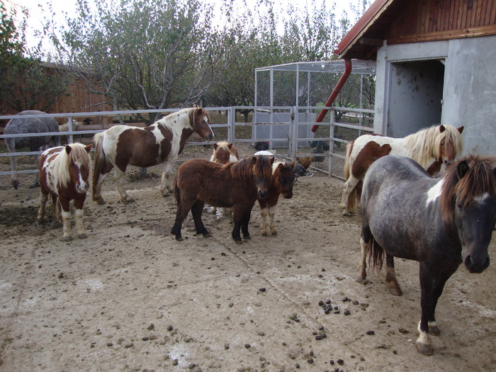 DSC01009 - PozeAnimaleToamna2010