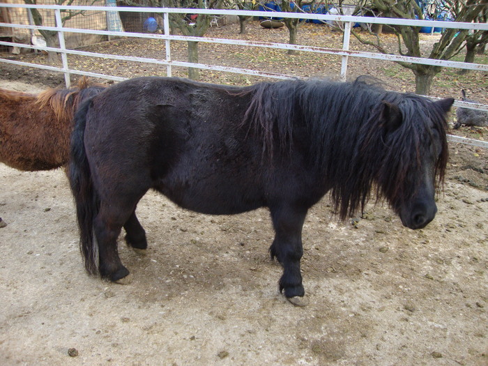 DSC01015 - PozeAnimaleToamna2010