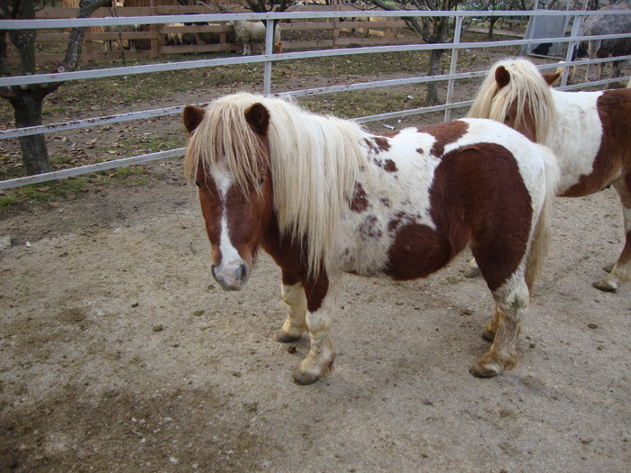 DSC01017 - PozeAnimaleToamna2010