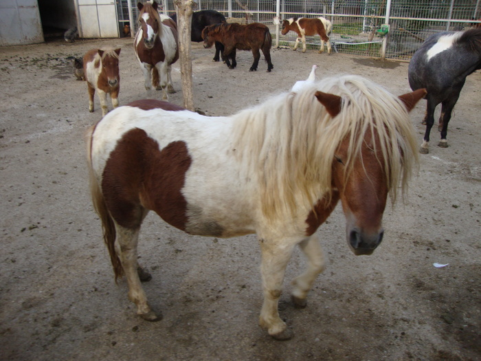 DSC01018 - PozeAnimaleToamna2010