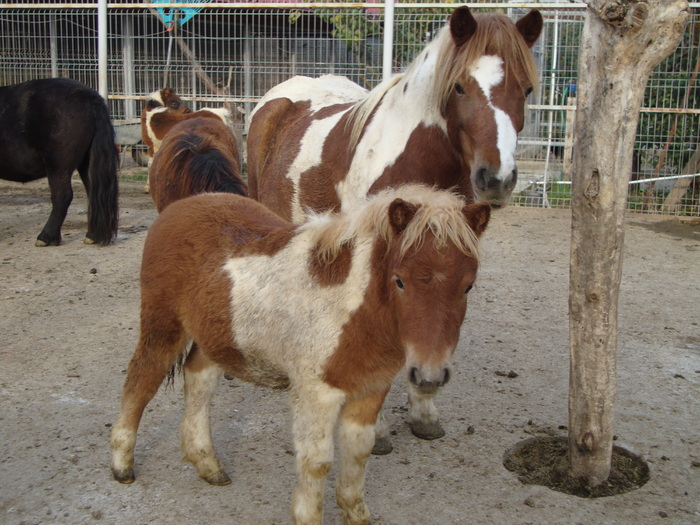 DSC01020 - PozeAnimaleToamna2010