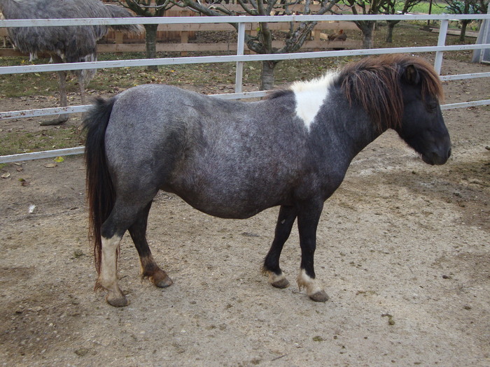 DSC01028 - PozeAnimaleToamna2010