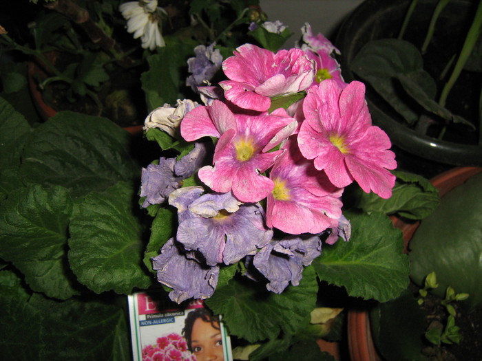 Flori 046 - Primula obconica