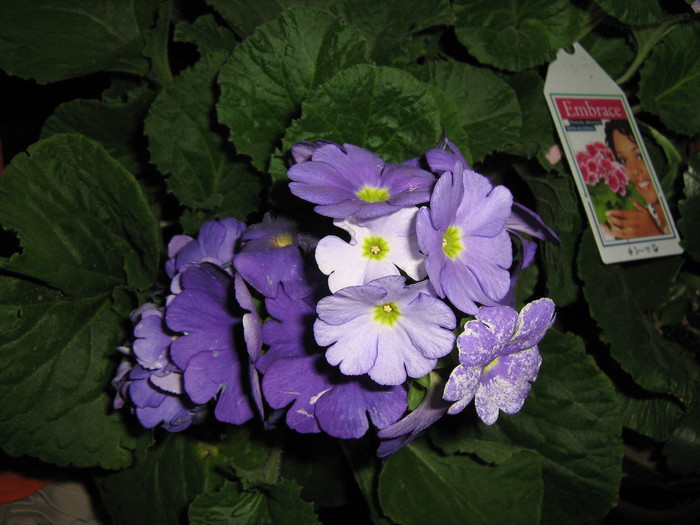 Flori 045 - Primula obconica