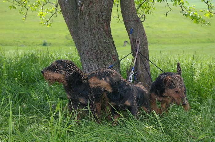 Babolnai Rozsaerdei Vadasz Bessi