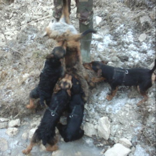 Radar, Sziszi, Bella si Jack - Radar