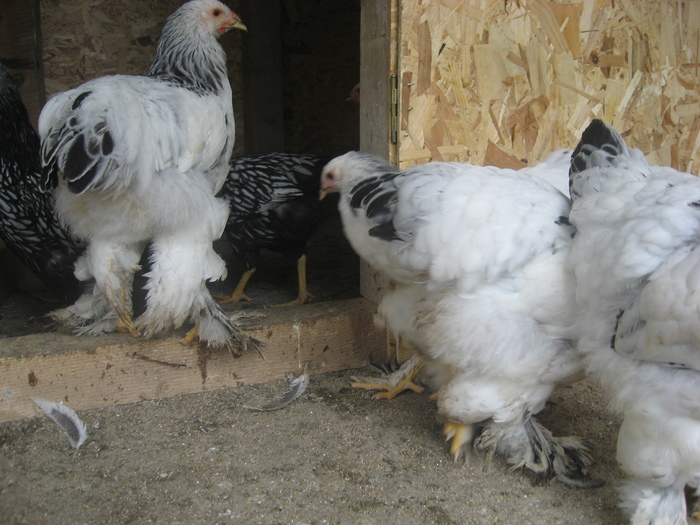 Brahma herminat deschis