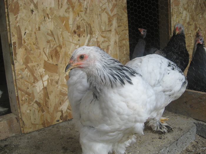 Brahma herminat deschis