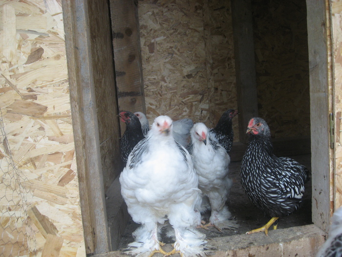 Brahma herminat deschis si Wiandotte