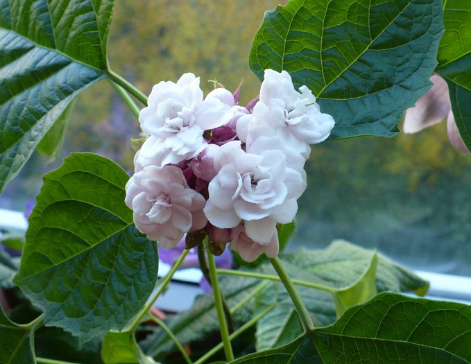 23 oct - Clerodendron 2010