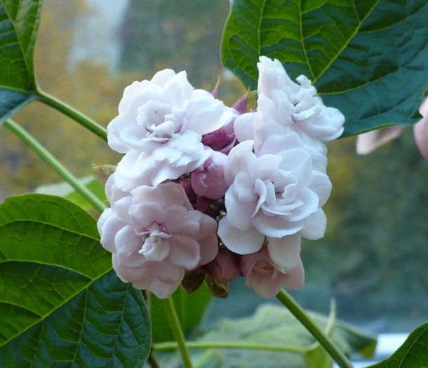 P1300942 - Clerodendron 2010