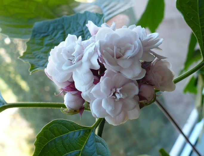 P1300964 - Clerodendron 2010