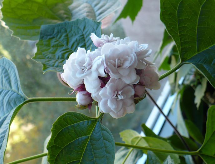 P1300969 - Clerodendron 2010